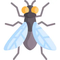 Fly