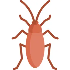 Cockroach