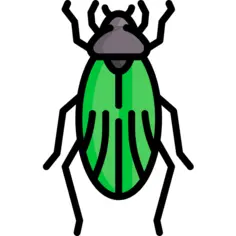 Beetle