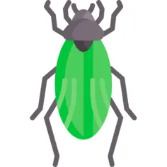 Beetle