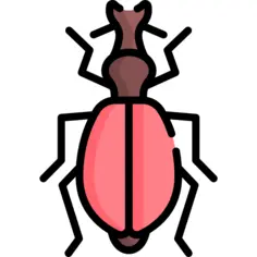 Beetle