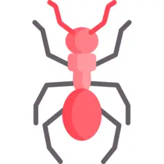 Ant