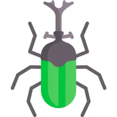 Beetle
