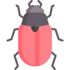 Beetle