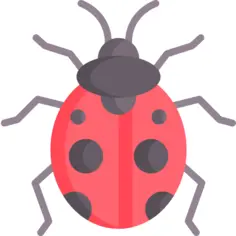 Ladybug
