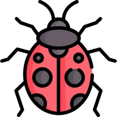 Ladybug