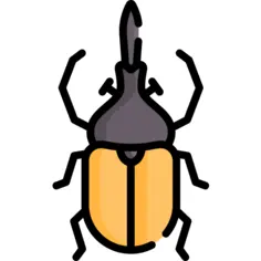 Beetle