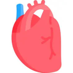 Heart