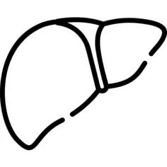 Liver