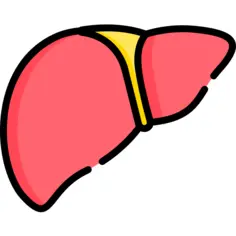 Liver