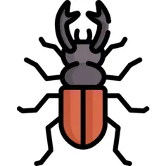 Beetle