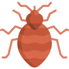 Bed bug
