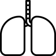 Lungs