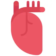Heart