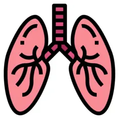 Lungs