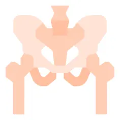 Pelvis