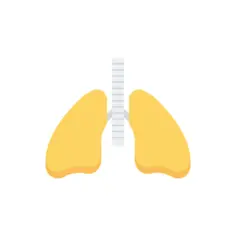 Lungs