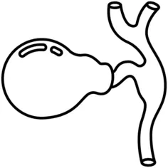 Human organs