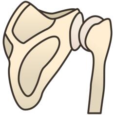 Bone