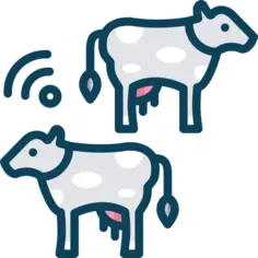 Cows