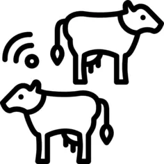 Cows