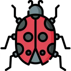 Ladybug
