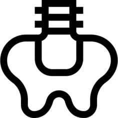 Pelvis