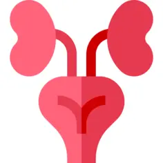 Kidneys