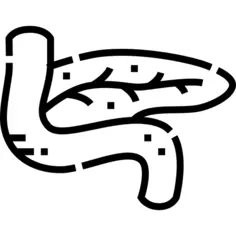 Pancreas