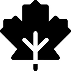 Maple leaf