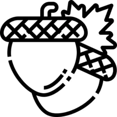 Acorn