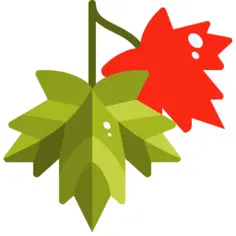 Maple leaf