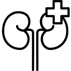 Kidneys