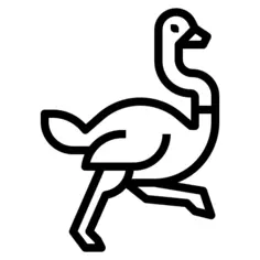 Ostrich