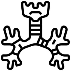 支气管