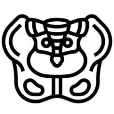 Pelvis