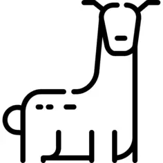 羊驼