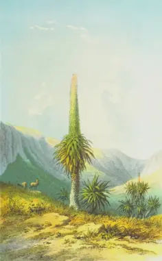 Giant plant
