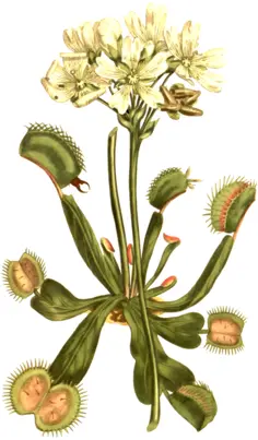 Venus fly trap