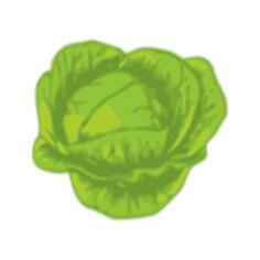 Green cabbage