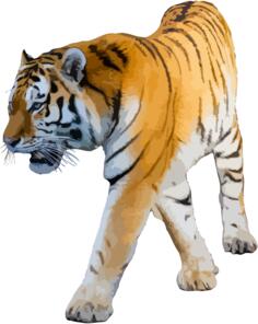 Tiger vector illustration