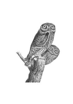 Owls pair