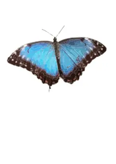 Blue butterfly illustration