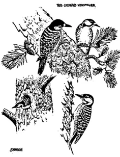 Red woodpeckers