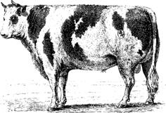 Bull sketch