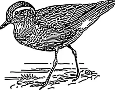 Dotterel