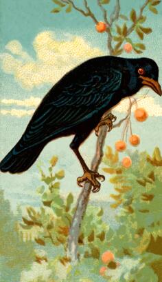 Standing crow