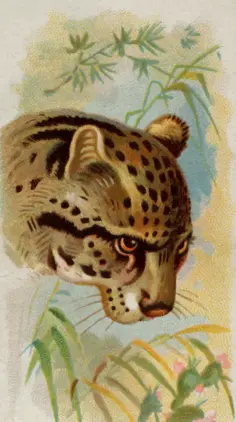 Painted ocelot