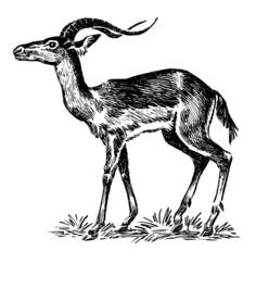 Impala