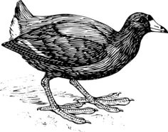 Coot